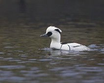 DSC02969_TS 1_full2048_ON1 Lappfiskand / Smew