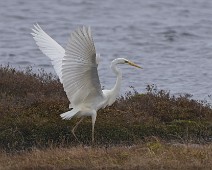 DSC03297_2048_TS Egretthegre / Great Egret