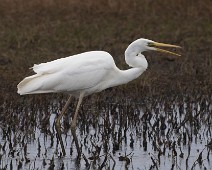 DSC04074_2048_TS Egretthegre / Great Egret