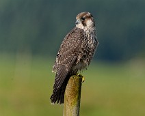 DSC04693_DxO_2048 Vandrefalk / Peregrine Falcon