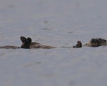 DSC04916_2048_TS Oter / Otter