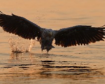 DSC04996_DxO_2048 Havørn / White-tailed Eagle