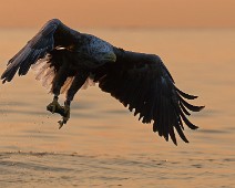 DSC05014_DxO_2048_ny Havørn / White-tailed Eagle