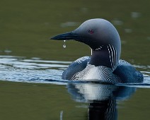 DSC05584_DxO_2048 Storlom / Black-throated Loon