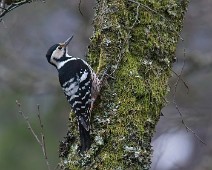 DSC07006_2048_TS 2 Hvitryggspett / White-backed Woodpecker