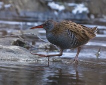 DSC07090_2048_TS Vannrikse / Water Rail