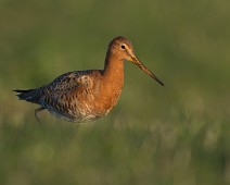 DSC08063_2048_TS Svarthalespove / Black-tailed Godwit