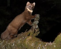 DSC_1947_2048_TS 2 Mår / Marten
