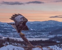 DSC_5412-Resize_ON Musvåk / Common Buzzard