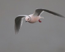 DSC00260_TS Rosenmåke / Ross's Gull