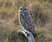 DSC00555_2048_TS 1 Jordugle / Short-eared Owl