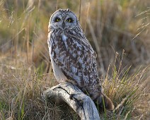 DSC00555_2048_TS Jordugle / Short-eared Owl