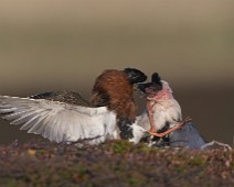 DSC01337_2048_TS Brushane / Ruff