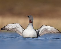 DSC02856_2048_TS Smålom / Red-throated Loon