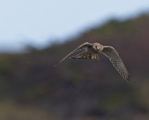 DSC03542_2048_TS Tårnfalk / Common Kestrel