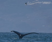 DSC03750_2048_TS Knølhval / Humpback whale
