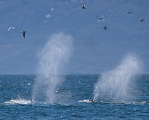 DSC04587_2048_TS Knølhval / Humpback whale