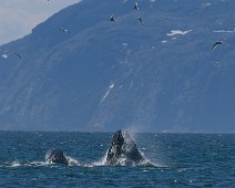 DSC04991_2048_TS Knølhval / Humpback whale