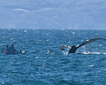 DSC05118_TS Knølhval / Humpback whale