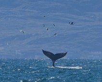 DSC05329_2048_TS Knølhval / Humpback whale