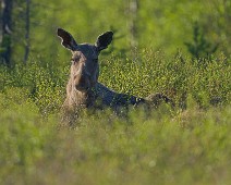 DSC05532_2048_TS 1 Elg / Moose
