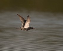 DSC05643_2048_TS Sotsnipe / Spotted Redshank