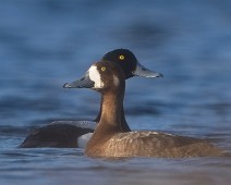 DSC07115_2048_TS Bergand / Greater Scaup
