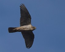 DSC07831_2048_TS Jaktfalk / Gyrfalcon