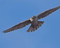 DSC08352_2048_TS Jaktfalk / Gyrfalcon