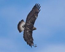 DSC09170_2048_TS Fjellvåk / Rough-legged Buzzard