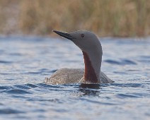 DSC09551_2048_TS Smålom / Red-throated Loon