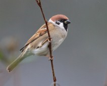 5DSR1096 Pilfink / Eurasian Tree Sparrow