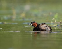 A1_00095 Dvergdykker / Little Grebe