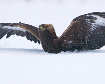 A1_03351_2048_TS Kongeørn / Golden eagle