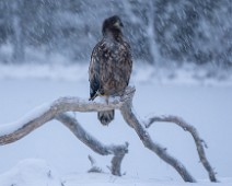 A1_05729 Havørn / White-tailed eagl