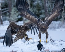 A1_05886 Havørn / White-tailed eagl