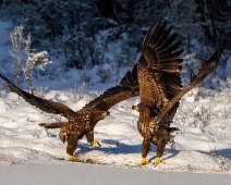 A1_06355 Havørn / White-tailed eagl