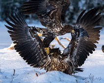 A1_07123 Havørn / White-tailed eagl