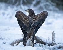 A1_07712 Havørn / White-tailed eagle