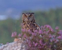 A1_08367 Hubro / Eurasian Eagle-Owl