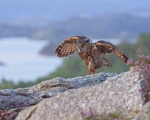 A1_08415 3 Hubro / Eurasian Eagle-Owl