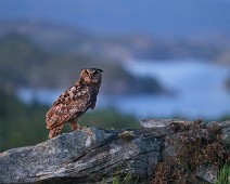 A1_09163_2 Hubro / Eurasian Eagle-Owl