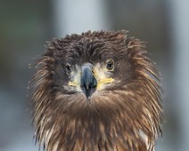 A7404751 Havørn / White-tailed eagl