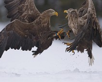 DSC00766_2048_TS Havørn / White-tailed eagle