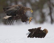 DSC02280_2048_TS Havørn / White-tailed eagle + kongeørn / Golden eagle
