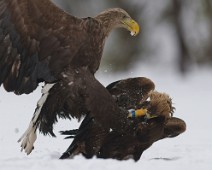 DSC02284_2048_TS Havørn / White-tailed eagle + kongeørn / Golden eagle