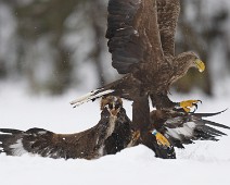 DSC02337_2048_TS Havørn / White-tailed eagle + kongeørn / Golden eagle