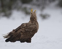 DSC02656_2048_TS Havørn / White-tailed eagle