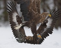 DSC02674_2048_TS Havørn / White-tailed eagle + kongeørn / Golden eagle