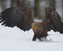 DSC02698_2048_TS Havørn / White-tailed eagle